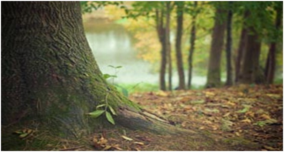 Día Mundial del Árbol